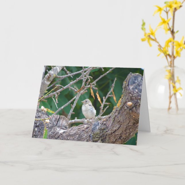 Juvenile Goldfinch - Almond Tree Card Karte (Gelbe Blume)