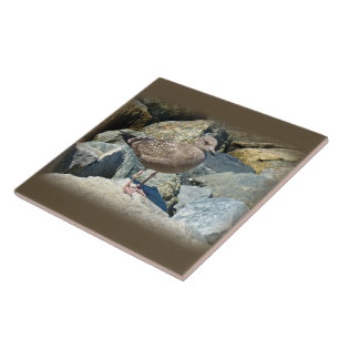 Juvenile Great Black Backed Gull Fliese