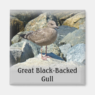 Juvenile Great Black Backed Gull Magnet