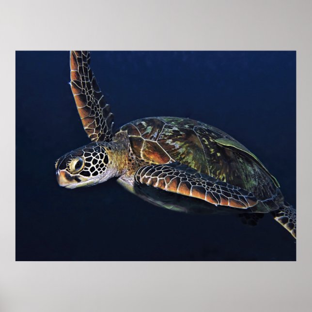 Juvenile Green Turtle Poster (Vorne)