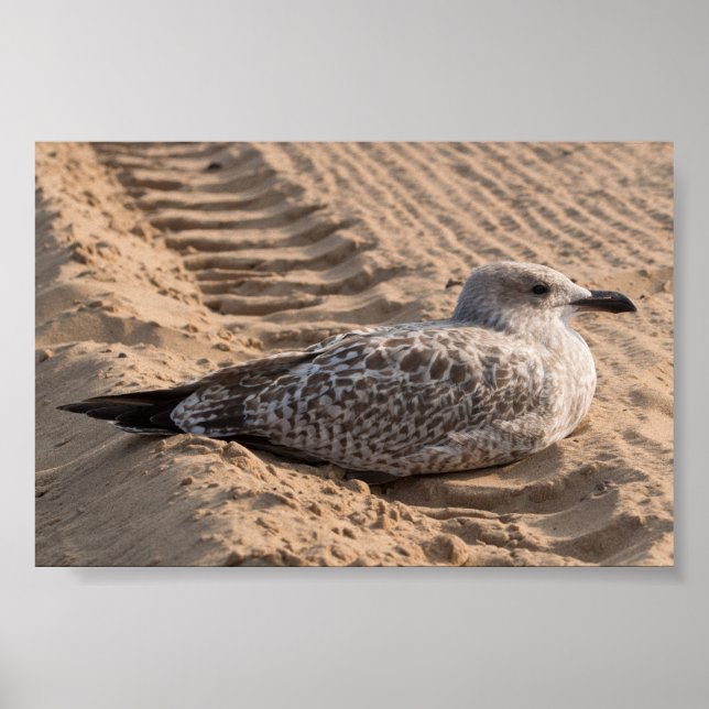 Juvenile Herring Gull Poster (Vorne)