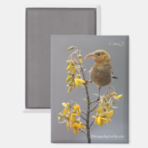 Juvenile Iiwi Hawaiian Honeycreeper Magnet