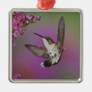Juvenile männlich Ruby Throated Hummingbird Silbernes Ornament