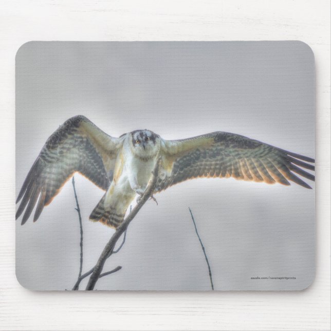 Juvenile Osprey Fish Eagle Wildlife Foto Scene Mousepad (Vorne)