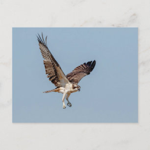 Juvenile Osprey im Flug Postkarte