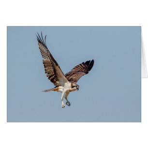 Juvenile Osprey im Flugzeug
