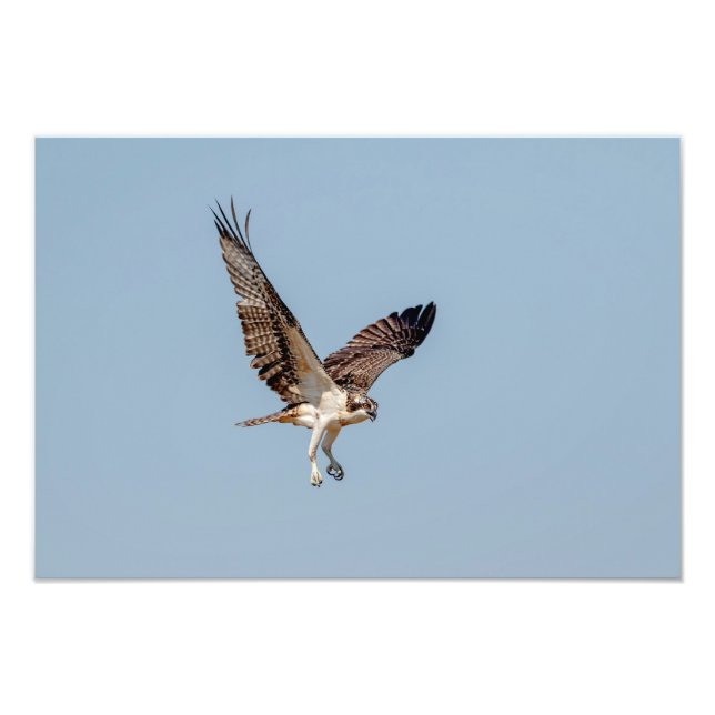 Juvenile Osprey im Flugzeug Fotodruck (Vorne)