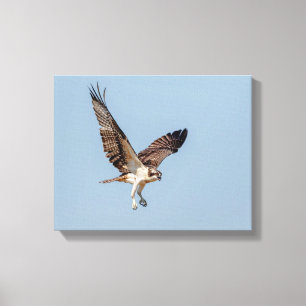 Juvenile Osprey im Flugzeug Leinwanddruck