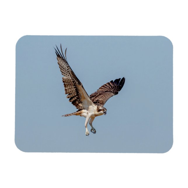 Juvenile Osprey im Flugzeug Magnet (Horizontal)