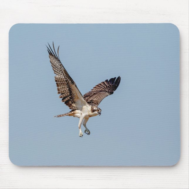 Juvenile Osprey im Flugzeug Mousepad (Vorne)