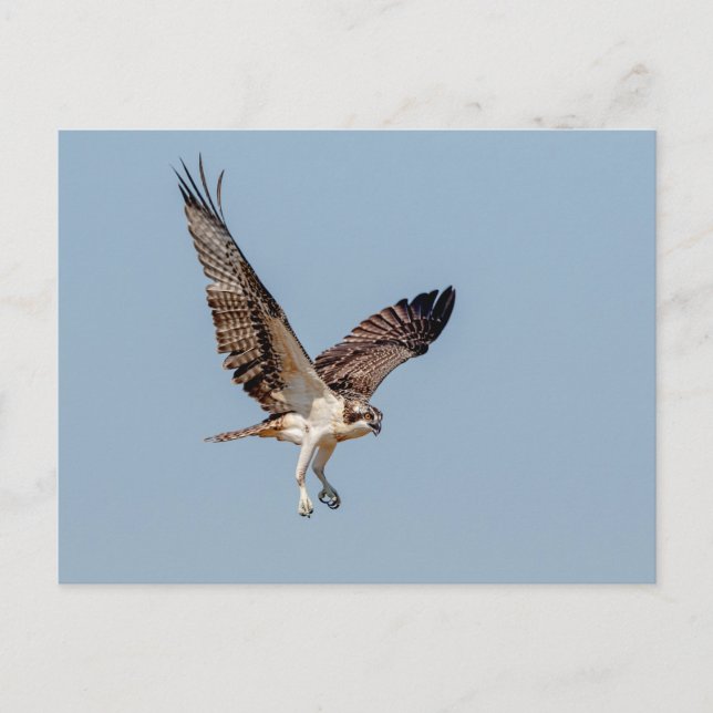 Juvenile Osprey im Flugzeug Postkarte (Vorderseite)