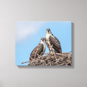 Juvenile Osprey im Nest Leinwanddruck