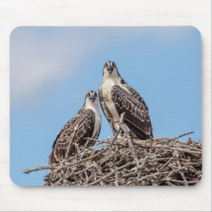 Juvenile Osprey im Nest Mousepad