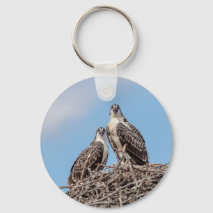 Juvenile Osprey im Nest Schlüsselanhänger