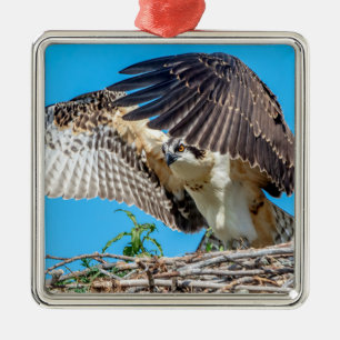 Juvenile Osprey im Nest Silbernes Ornament