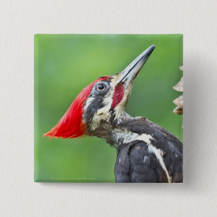 Juvenile Pileated Woodpecker Profile Geschenke App Button