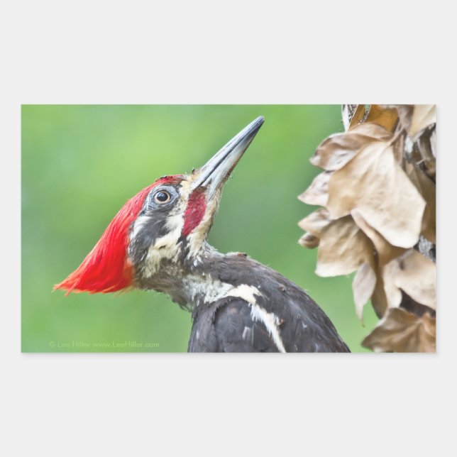 Juvenile Pileated Woodpecker Profile Geschenke App Rechteckiger Aufkleber (Vorderseite)