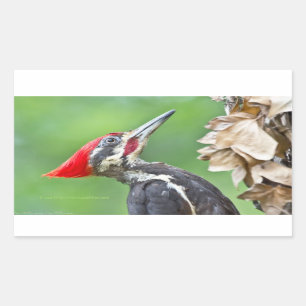 Juvenile Pileated Woodpecker Profile Geschenke App Rechteckiger Aufkleber