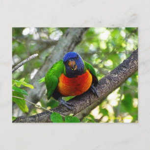 Juvenile Rainbow Lorikeet Postkarte