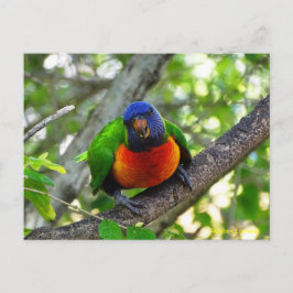 Juvenile Rainbow Lorikeet Postkarte