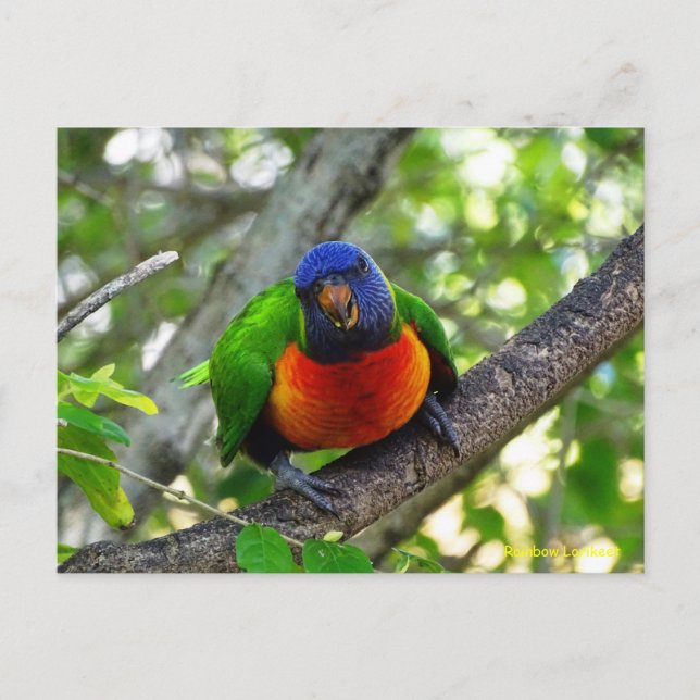 Juvenile Rainbow Lorikeet Postkarte (Vorderseite)
