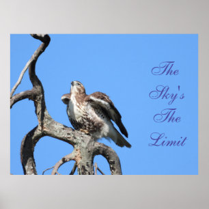 Juvenile Red Schwanz Hawk Motivierend Poster