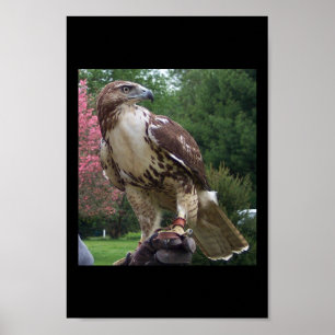 Juvenile Red Schwanz Hawk Poster