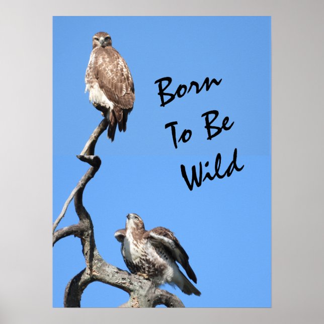 Juvenile Red Tail Hawk Composite Poster (Vorne)