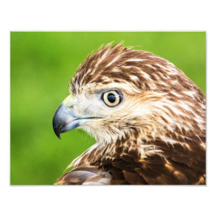 Juvenile Red Tail Hawk Fotodruck