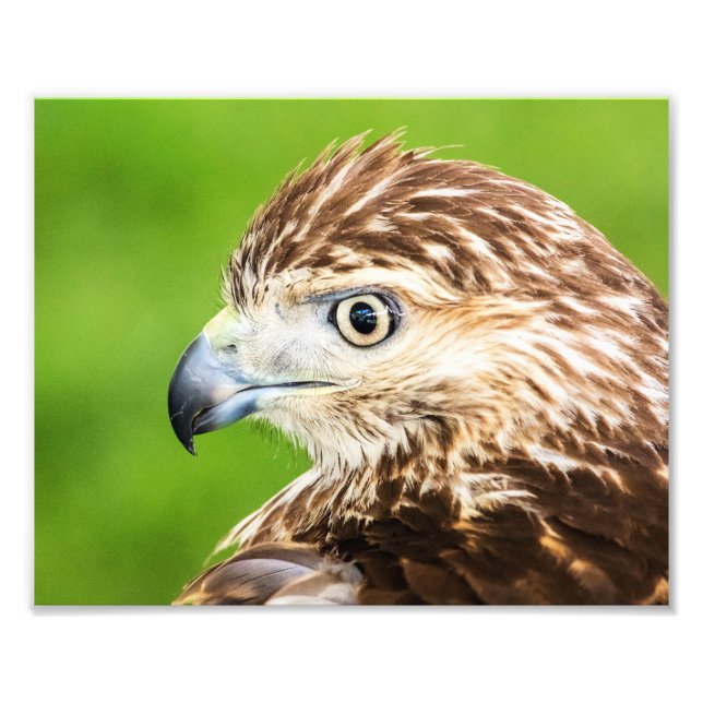 Juvenile Red Tail Hawk Fotodruck (Vorne)