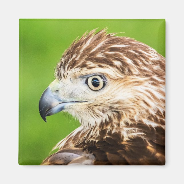 Juvenile Red Tail Hawk Magnet (Vorne)