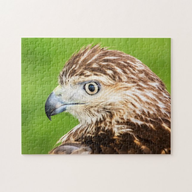 Juvenile Red Tail Hawk Puzzle (Horizontal)