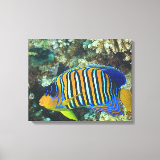Juvenile Regal Angelfish Pygoplites Leinwanddruck (Vorderseite)