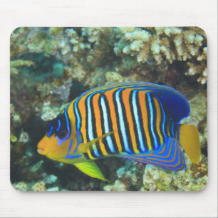 Juvenile Regal Angelfish Pygoplites Mousepad