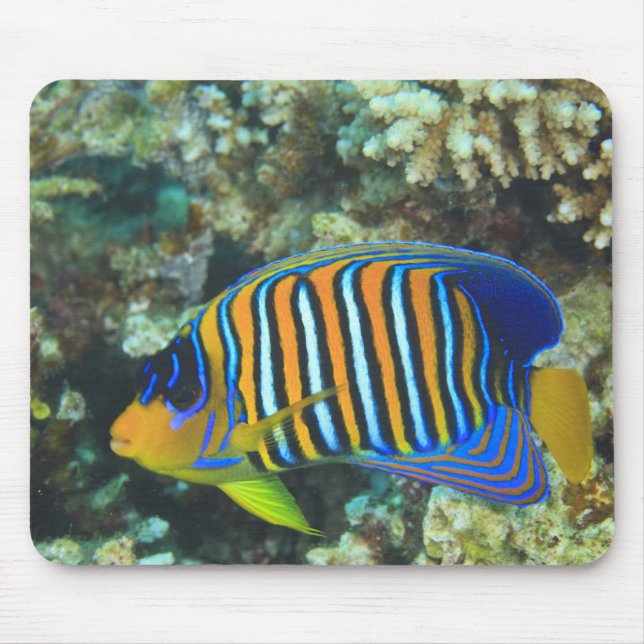 Juvenile Regal Angelfish Pygoplites Mousepad (Vorne)