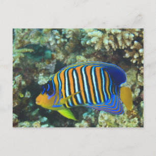 Juvenile Regal Angelfish Pygoplites Postkarte