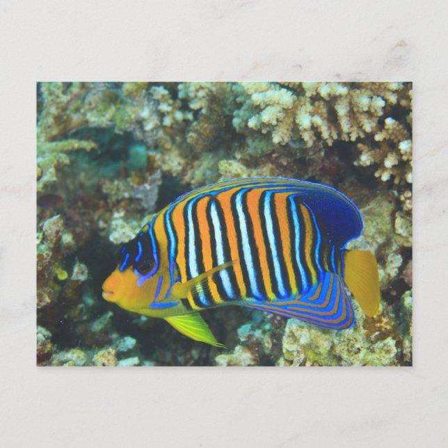 Juvenile Regal Angelfish Pygoplites Postkarte (Vorderseite)