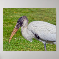 Juvenile Wood Stork