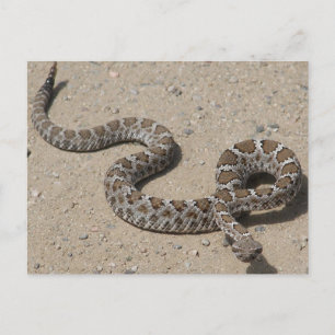 Juvenille Black RattleSnake Postkarte