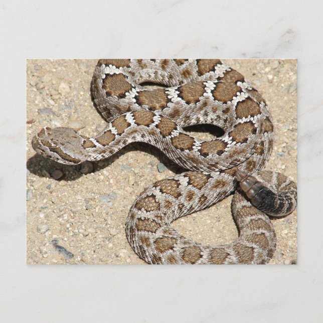 Juvenille Black RattleSnake Postkarte (Vorderseite)