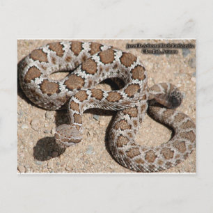 Juvenille Black RattleSnake Postkarte