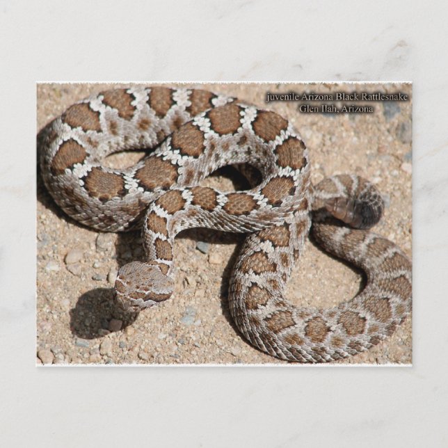 Juvenille Black RattleSnake Postkarte (Vorderseite)