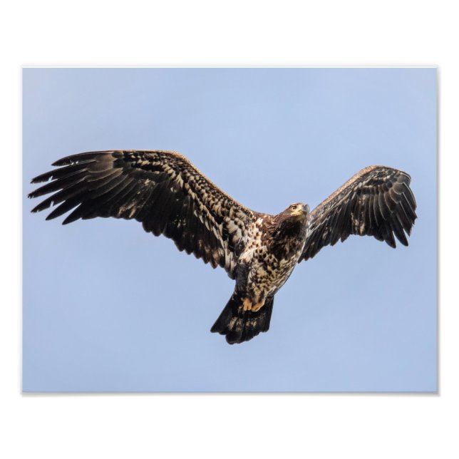 Juvie Eagle Overhead Fotodruck