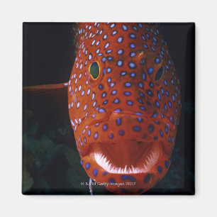 Juwel-Barsch, Cephalopholis miniata Magnet