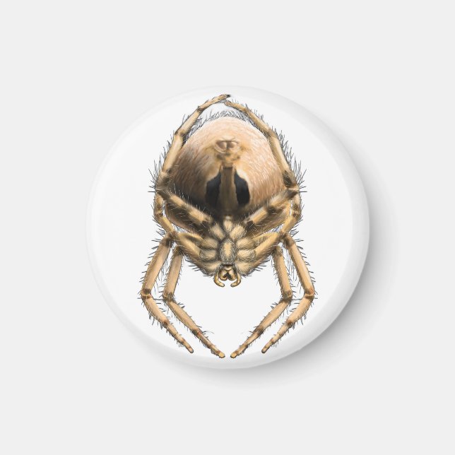 Juwel-Spinne Magnet (Vorne)