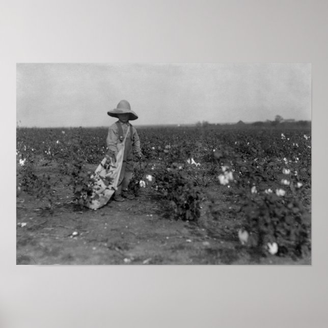 Jy Picking Cotton Fotograph West, Texas Poster (Vorne)