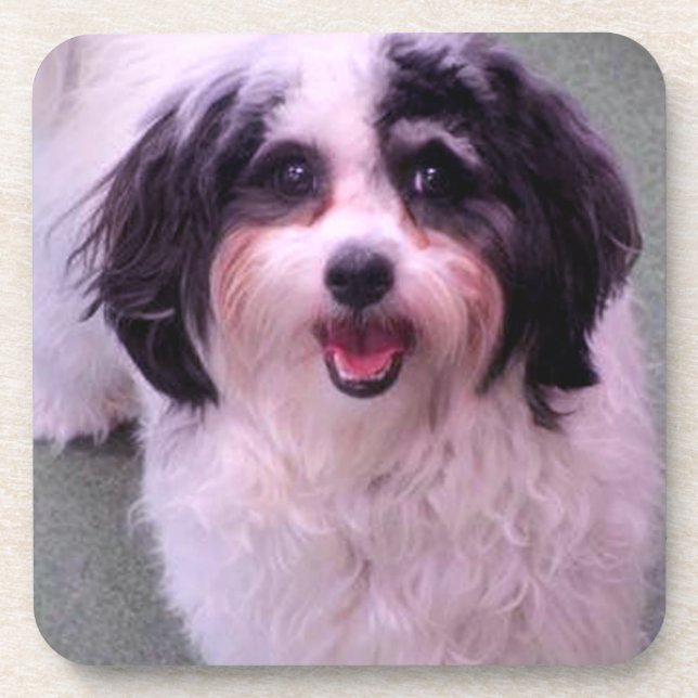 K-Cee lächelt Niedlich Hund-Set Getränkeuntersetzer (Vorderseite)