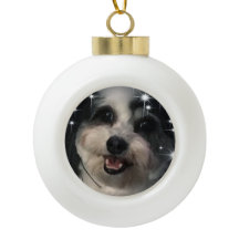 K-Cee Stars Zuchon Hund