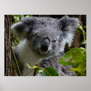 k für Koala Poster