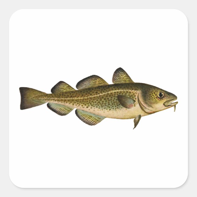 Kabeljau Quadratischer Aufkleber (Vorderseite)